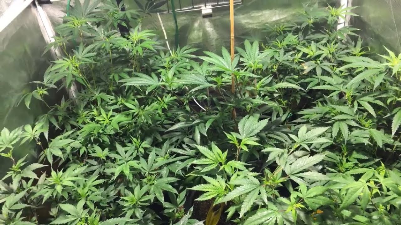 Growing Cannabis: Week 10 of Veg