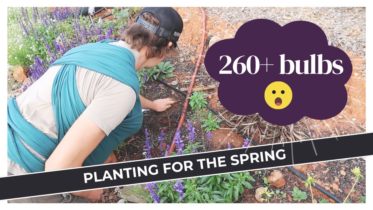 So we bought 260+ flower bulbs… | Daffodils, Crocus, and more!