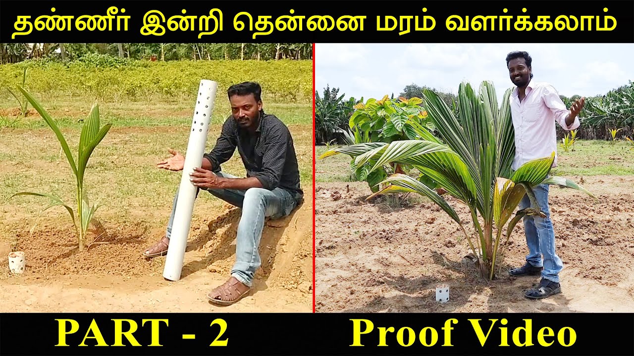 தண்ணீர் இன்றி தென்னை மரம் வளர்க்கலாம் - Part 2  Proof Video | Conserving Root Zone Irrigation