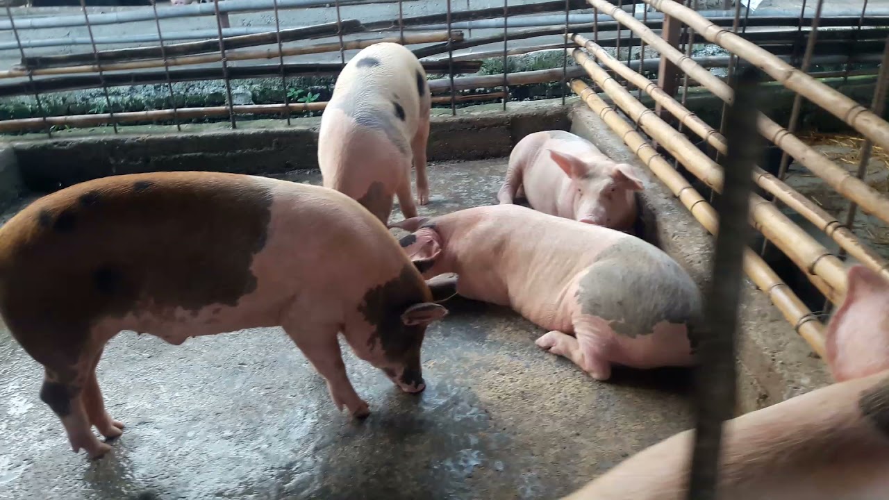 Bungur palan kasari garne r kasari dherai paisa kamaune hernus pura videa