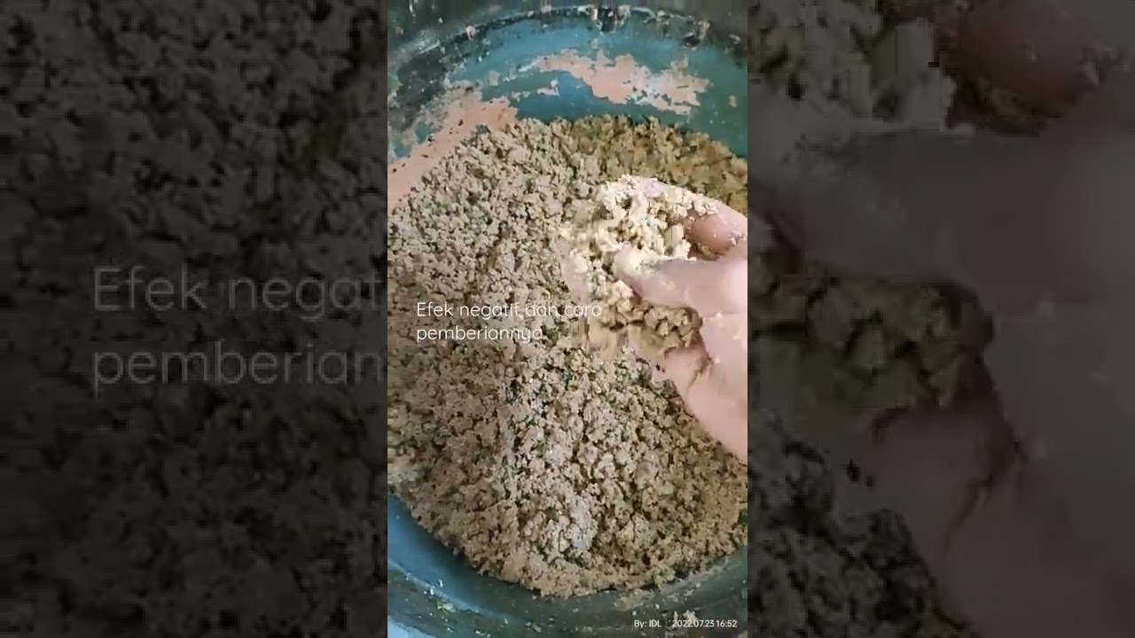 pemberian pakan fermentasi agar aman | ceck full video