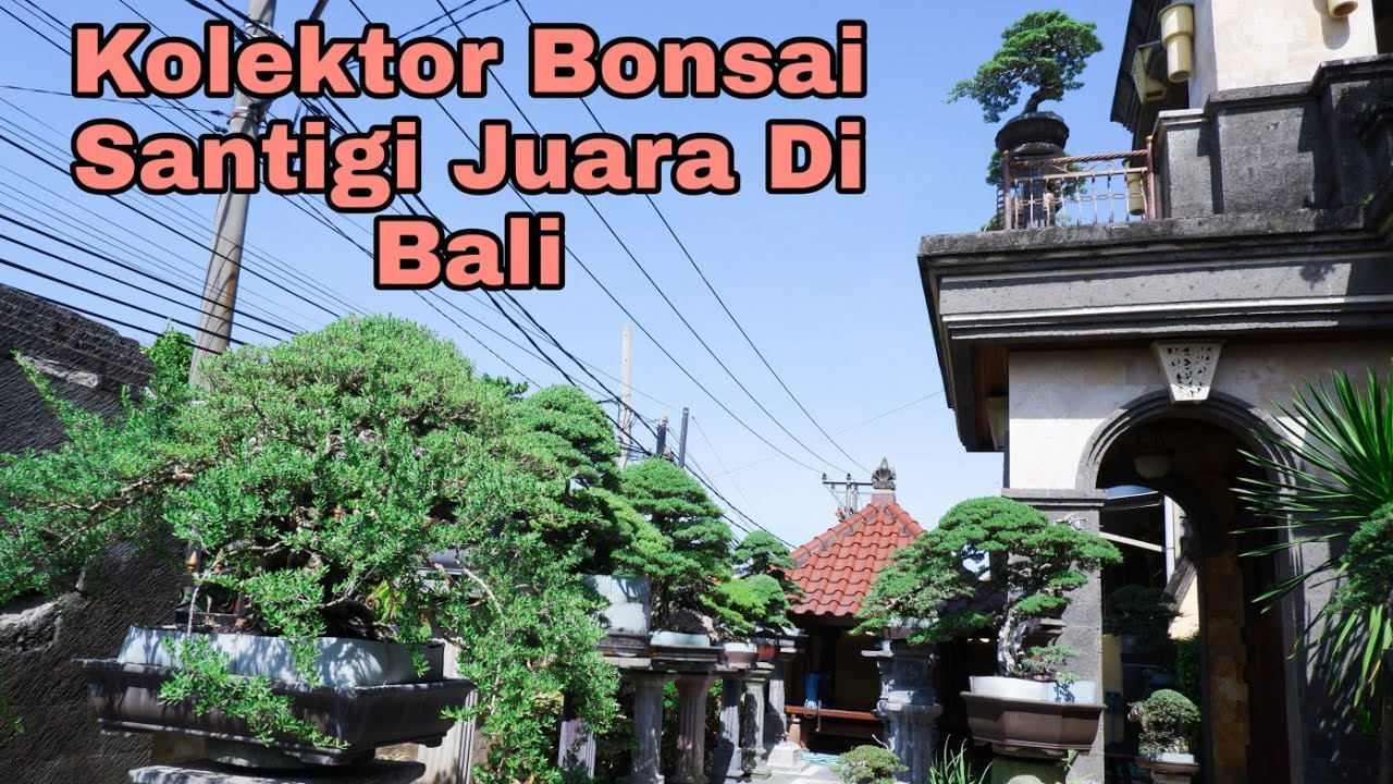 Berkunjung ke rumah pak haji pipin, kolektor bonsai santigi di bali