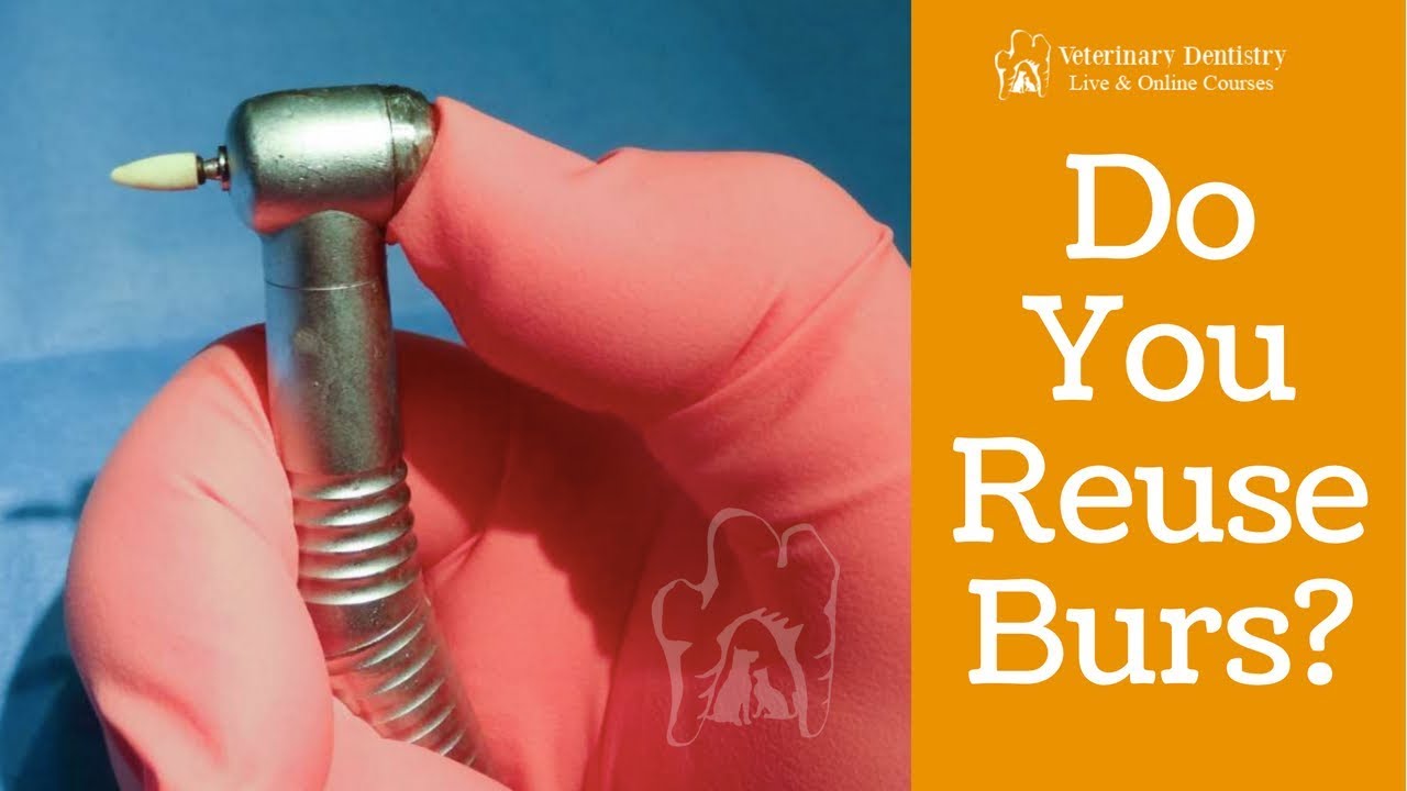 Veterinary Dentist Explains Which Type of Bur is Suitable for Reuse