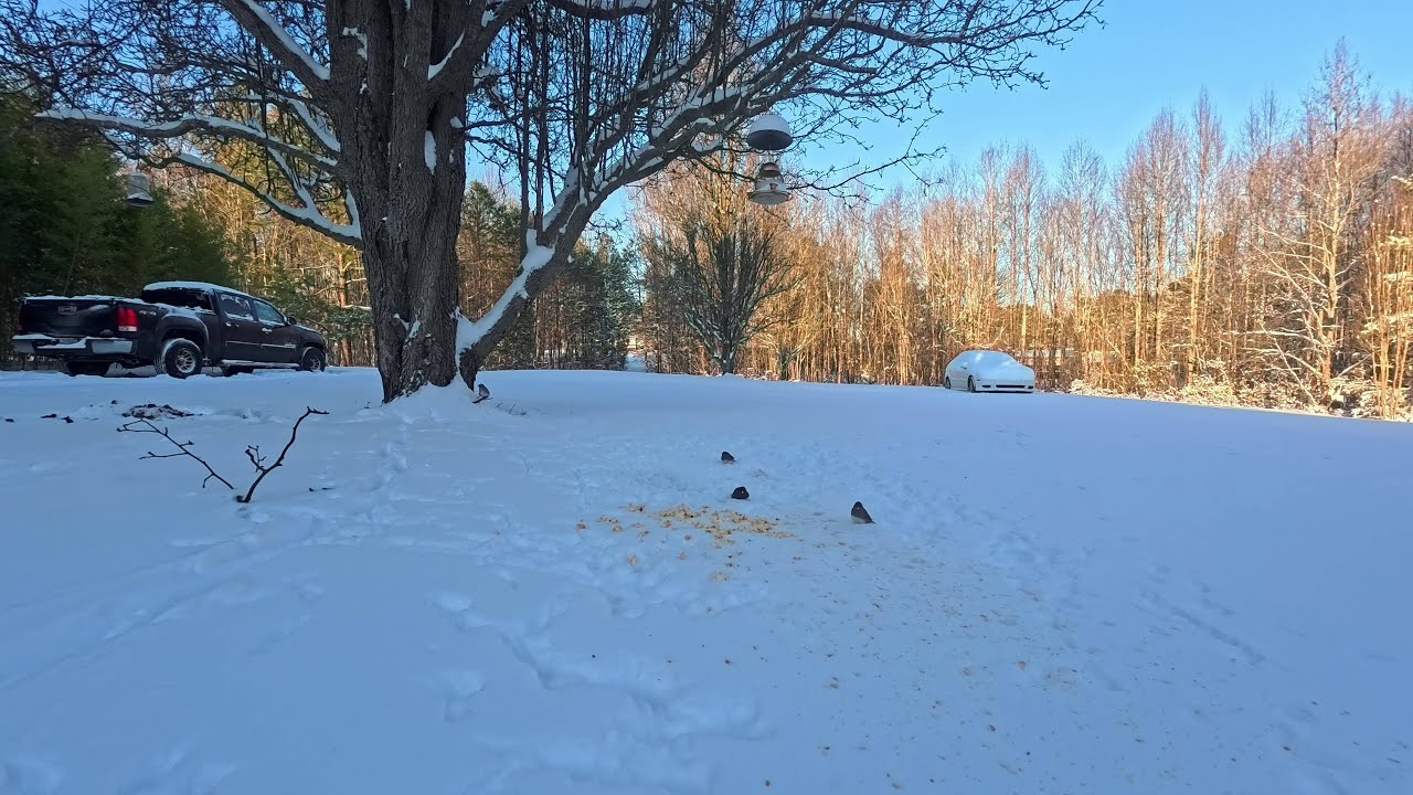 Winter storm 1.31.2026