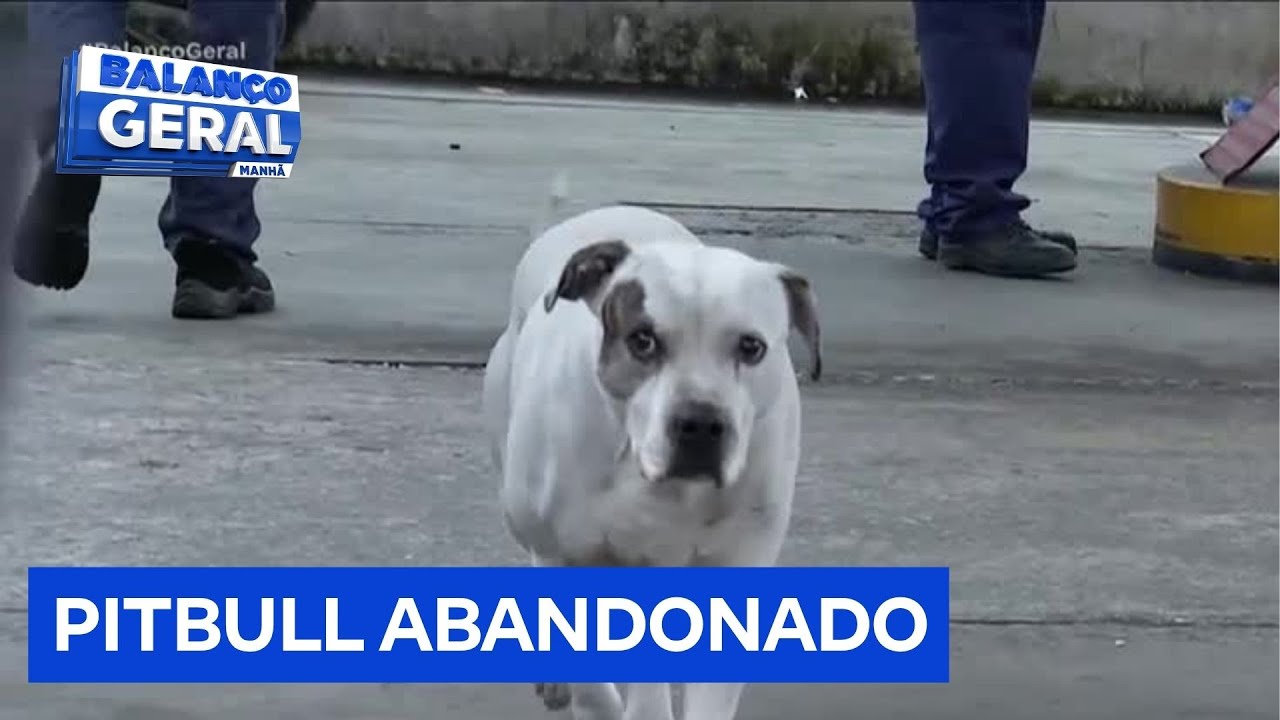Moradores e comerciantes da zona leste de SP enfrentam ataques de Pitbull abandonado