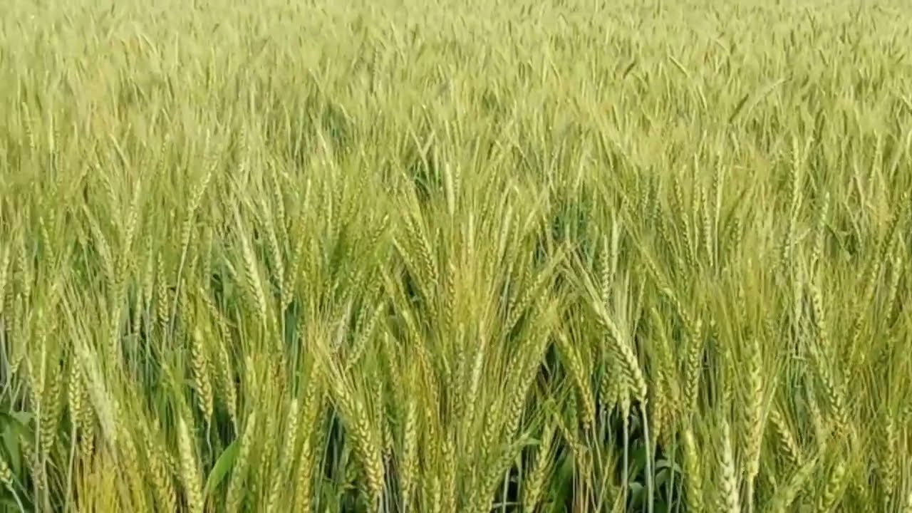 पूरे गांव में चर्चा 😱 | 🌾 पहली बार हमने ऐसी गेहूं की फसल देखी है 