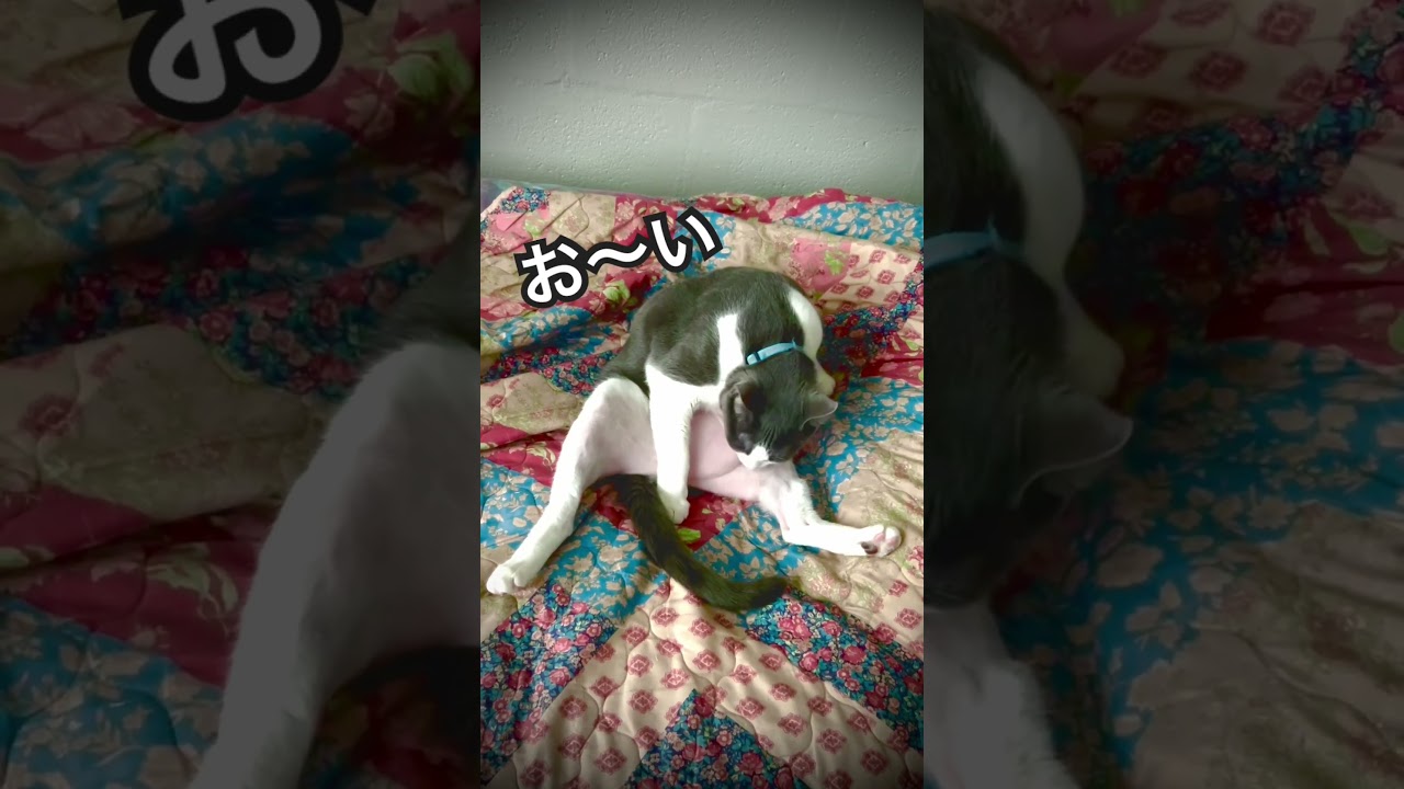 ギンちゃんセルフ脱毛中… 😭 Gin-chan can't stop hair removal... 🐈‍⬛ 