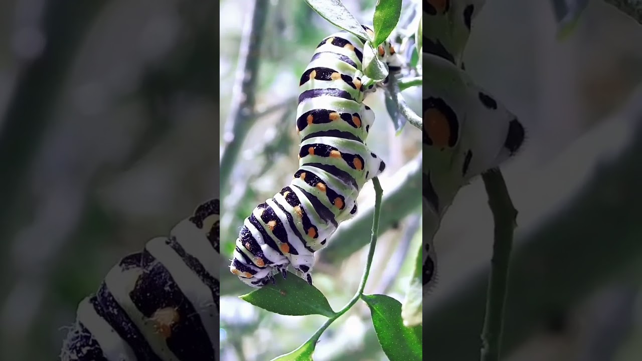 insect #insects #shortvideo #insect #insecure #insert #insectsukraine