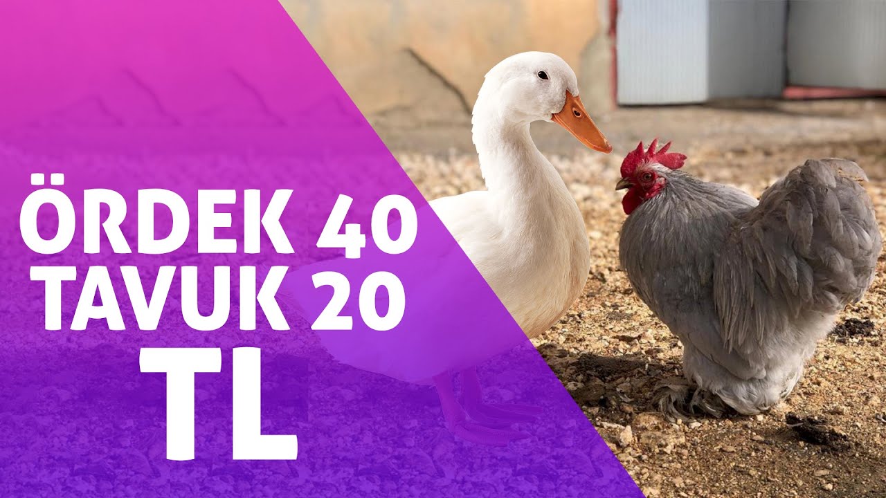 Sezon Açıldı Tavuk Pahalandı! Ankara Tavuk Pazarı