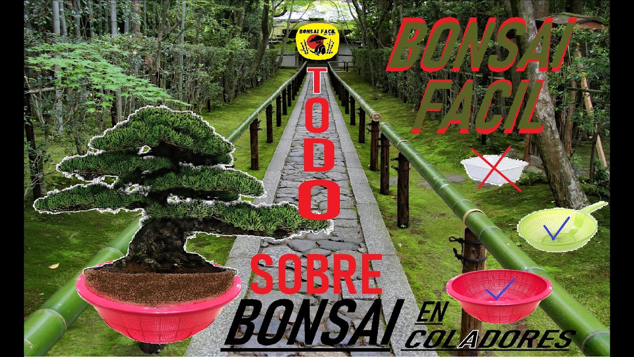 Bonsai en colador - Bonsai Facil