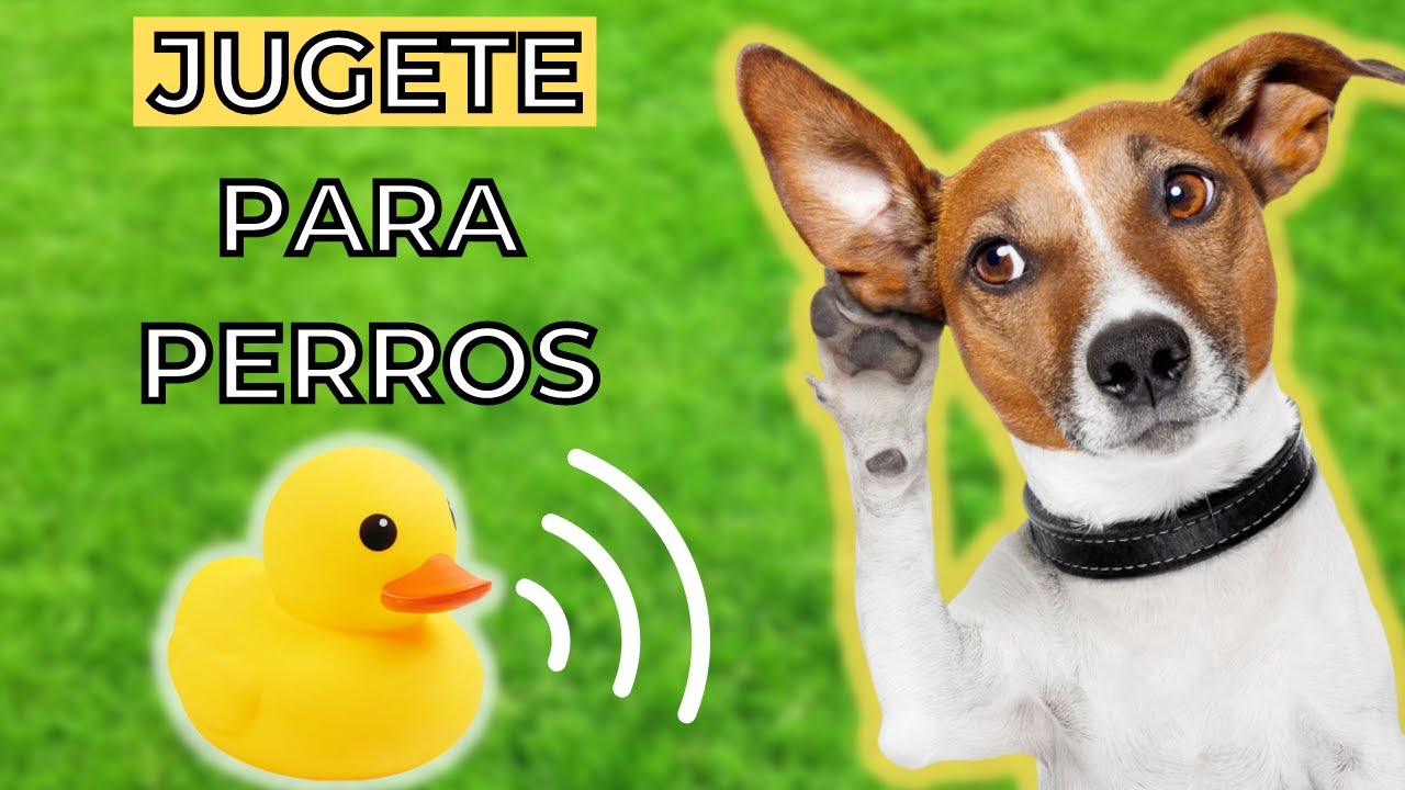 Sonidos de Jugete para Perros 🐶 perro mueve la cabeza