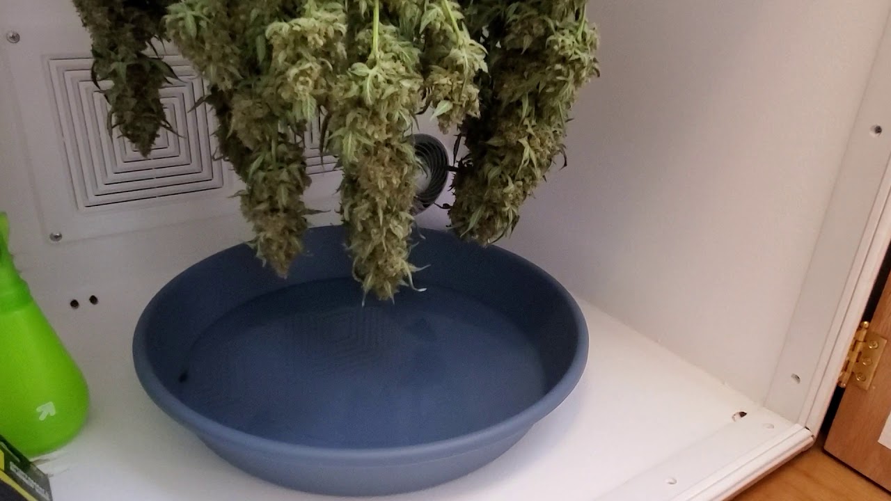 BlumenBot DZ1 Stealth Micro Grow Cabinet - Harvest Day Update (Part 2)