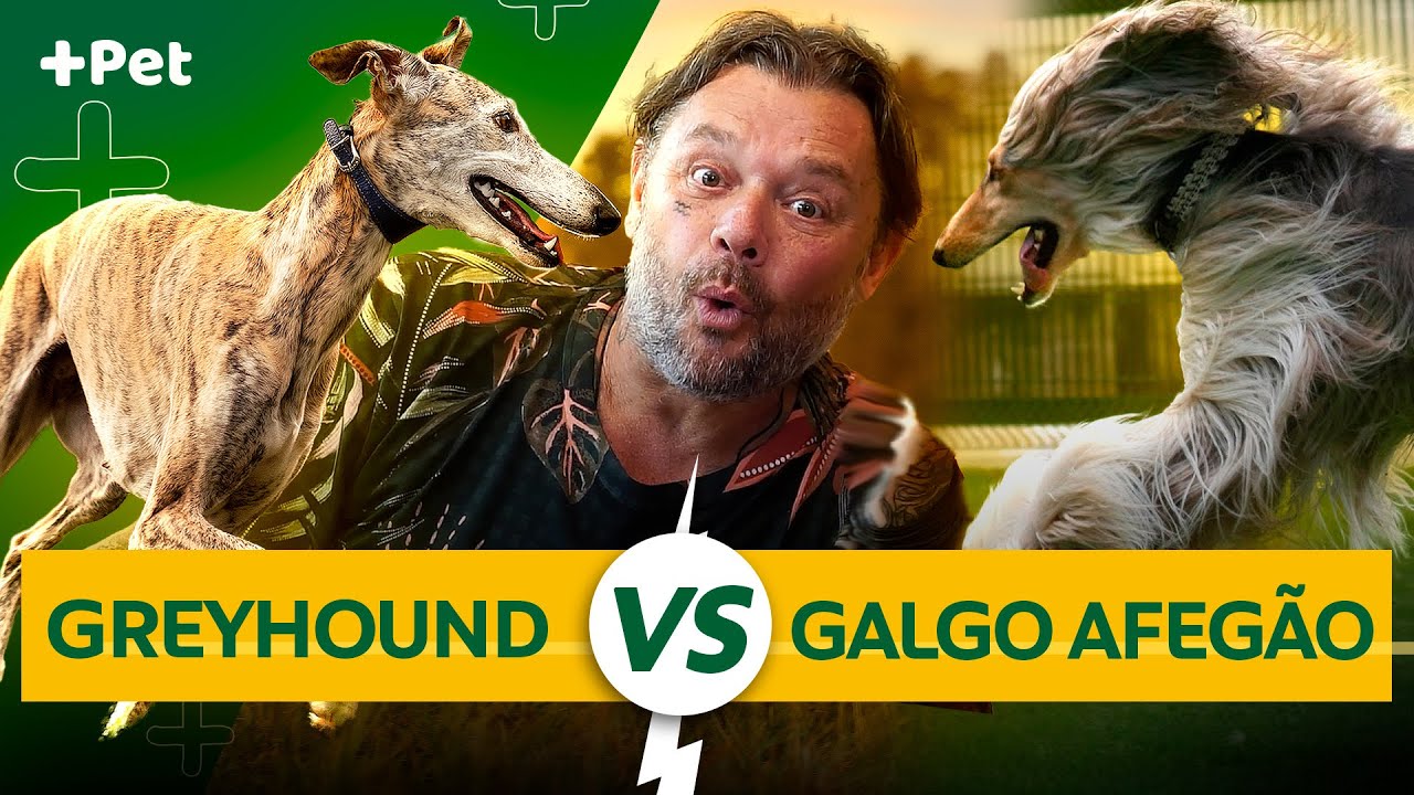 GREYHOUND VS GALGO AFEGÃO, QUAL O MAIS RÁPIDO!? | CANAL MAIS PET