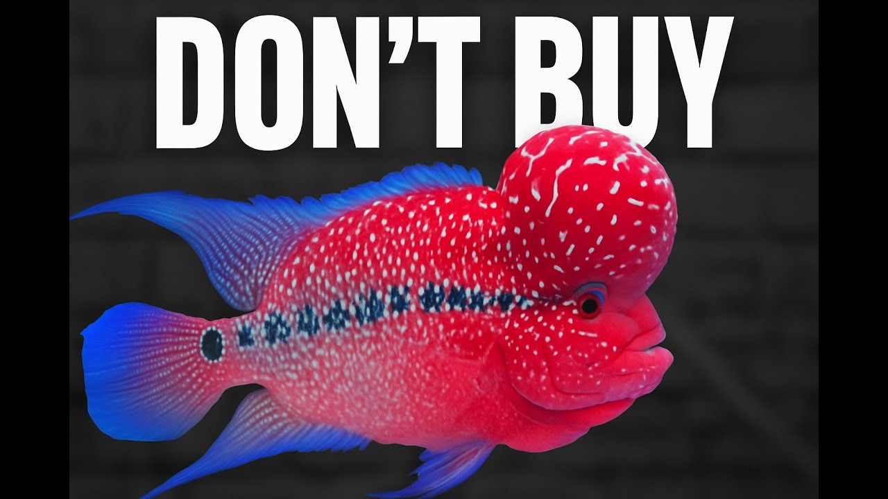 10 Aquarium Secrets NOBODY Told You