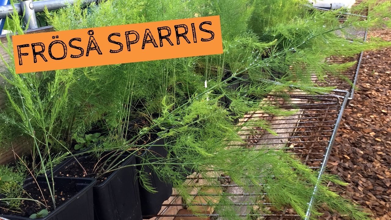 Så SPARRIS från frö - Mina erfarenheter av att odla sparris från frö