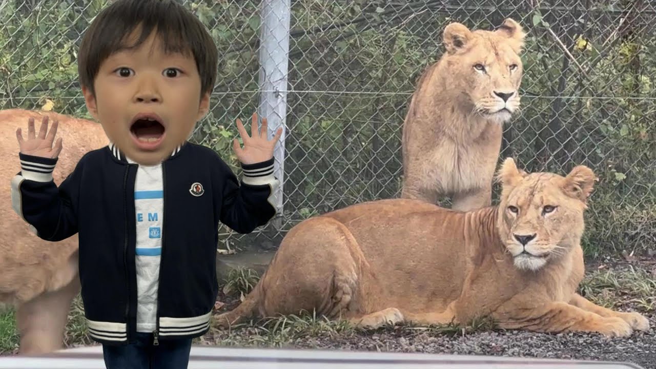 おでかけ 富士サファリパーク！ナビゲーションカーに乗って動物にエサをあげよう！ レオスマイル