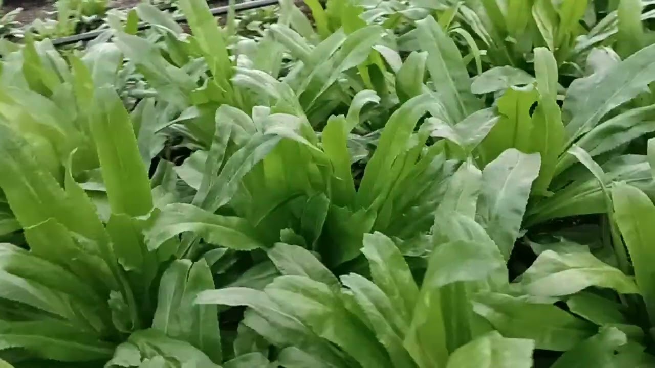 Cultivo y producción de recao taller 787 364 3731.