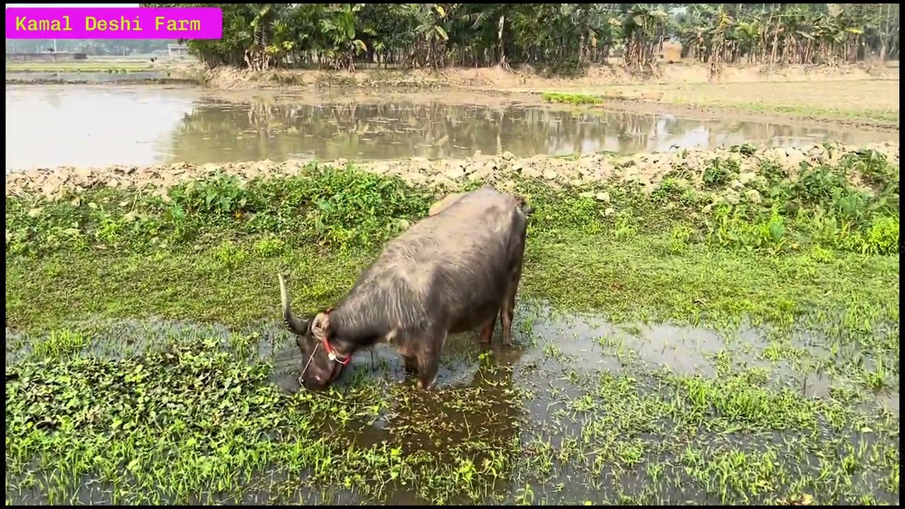 আমার মহিষগুলোকে হাঁটার জন্য নিয়ে যাচ্ছি...
