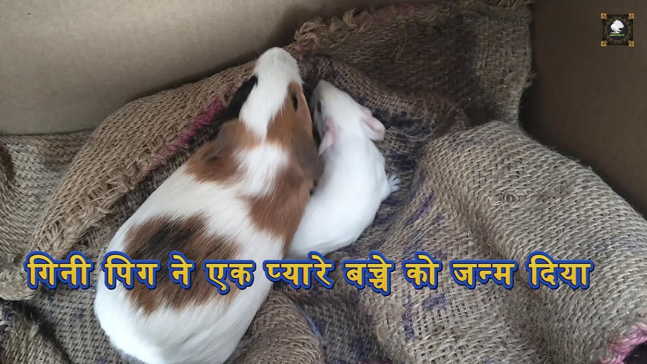 गिनी पिग ने एक प्यारे बच्चे को जन्म दिया 🐥🐥 Guinea pig Gives Birth to a Cute Baby ||