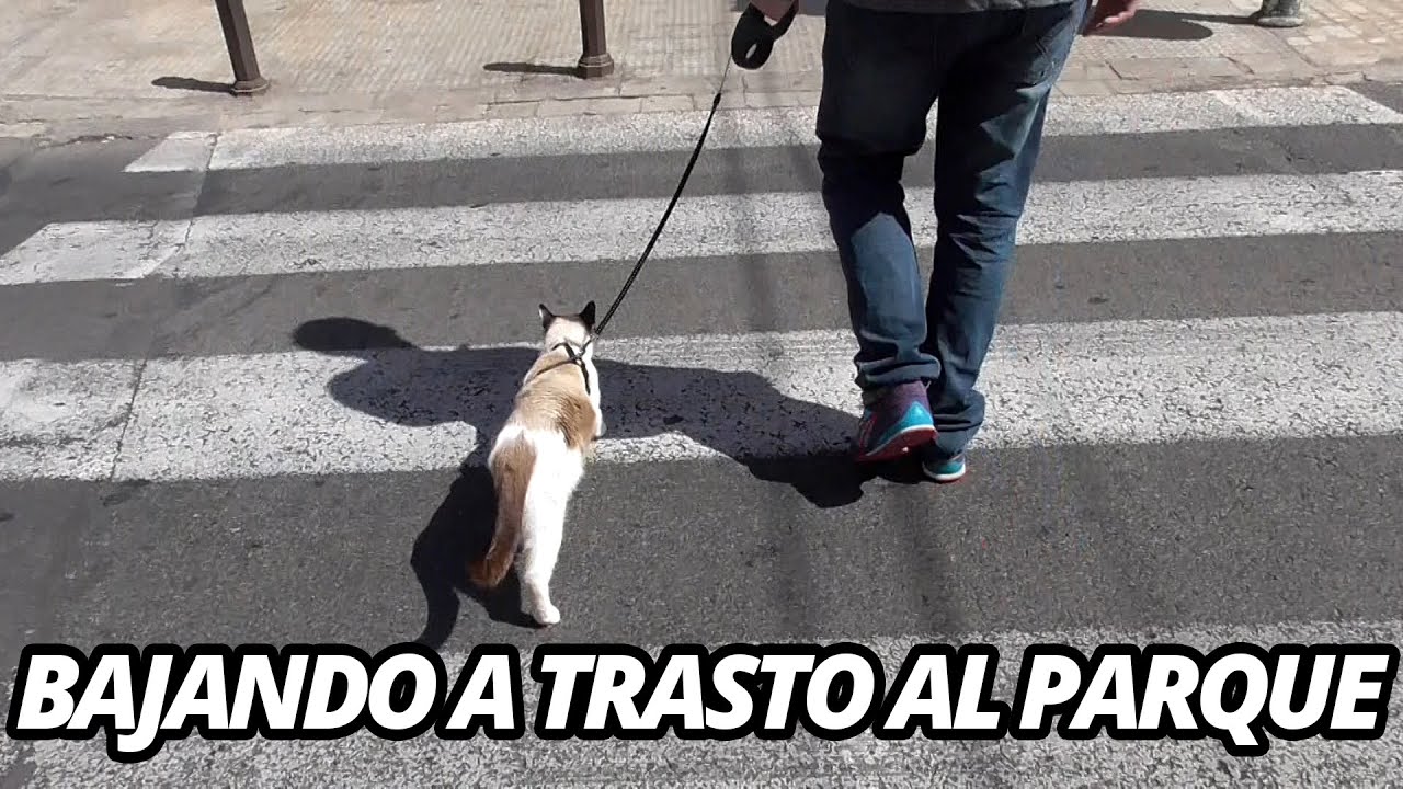 Gato paseando con correa: 'Trasto va al parque' Edition