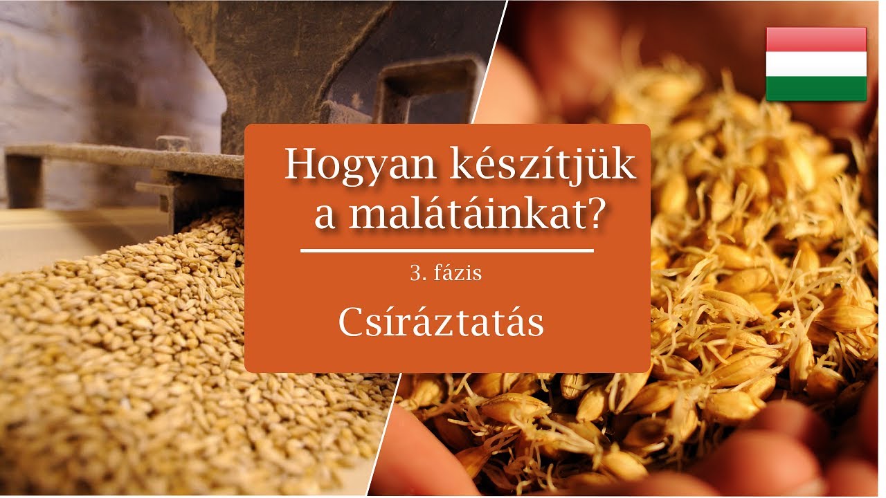 Hogyan k&eacute;sz&iacute;tj&uuml;k a mal&aacute;t&aacute;inkat? 3. f&aacute;zis | Castle Malting