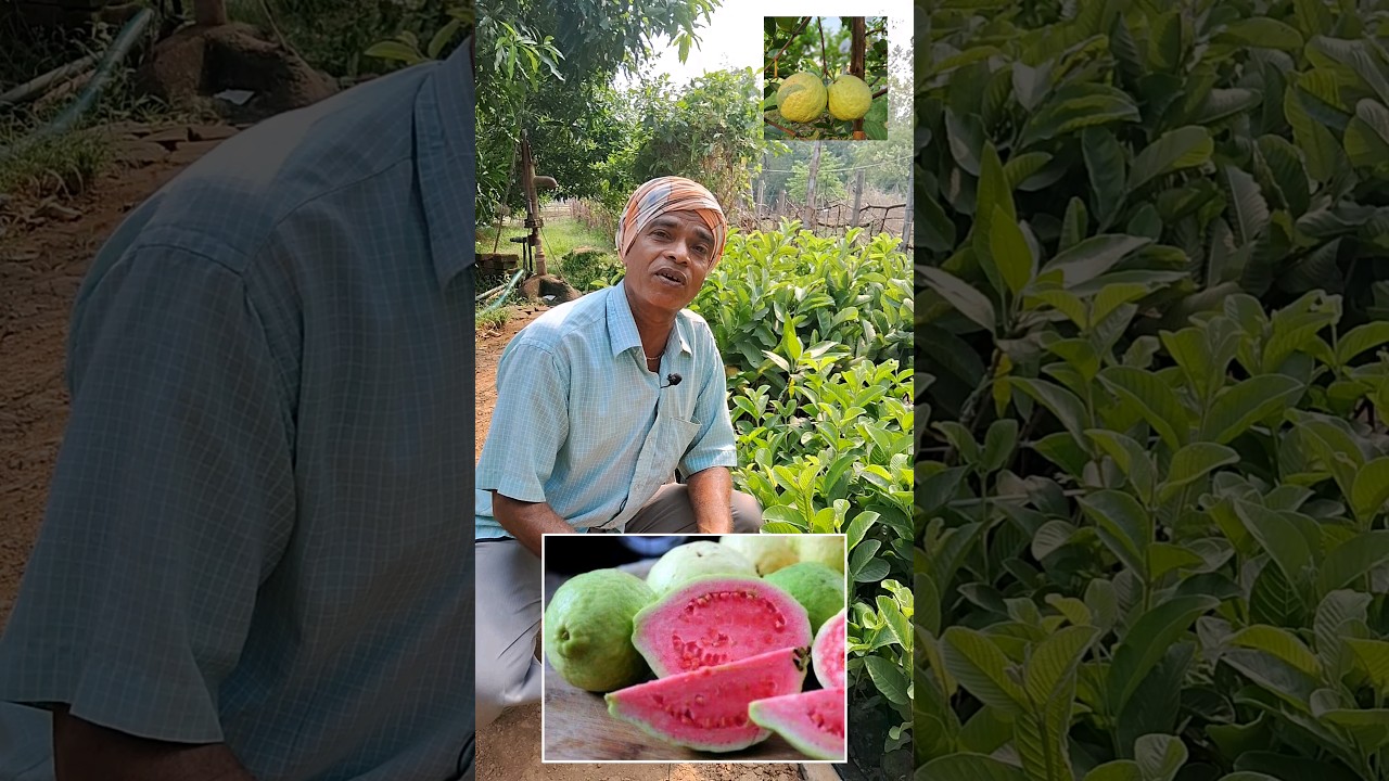 Taiwan Pink Guava and Thai 7 Guava Plants। Rabi Organic Farming #rabiorganicfarming
