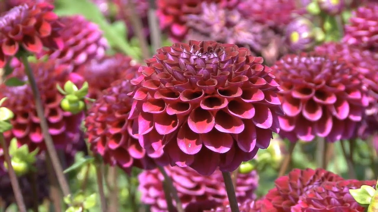 &hearts; Flowers can Dance &hearts;   Music by Paul Reeves  ♫ A Winter Land ♫