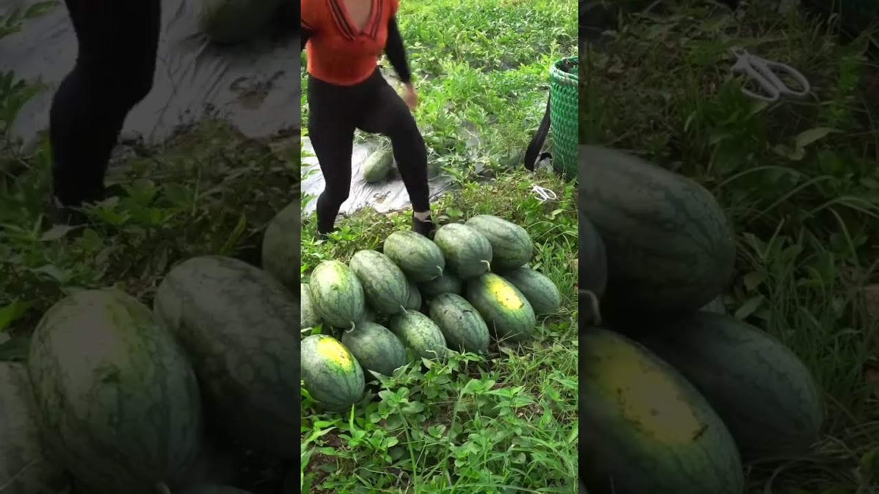 My beautiful life amidst nature #naturelovers #farming 