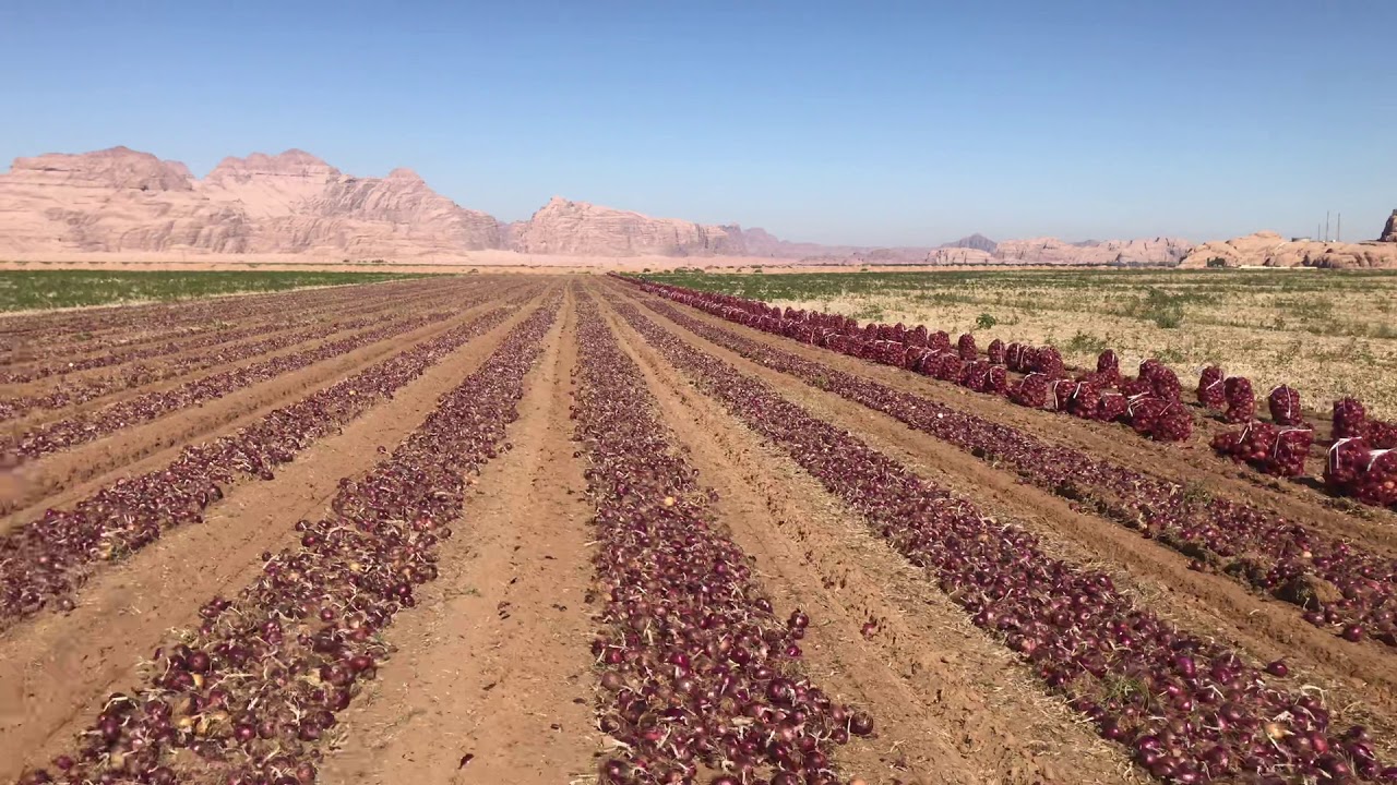 Onion Malbic variety Rum Agricultural company