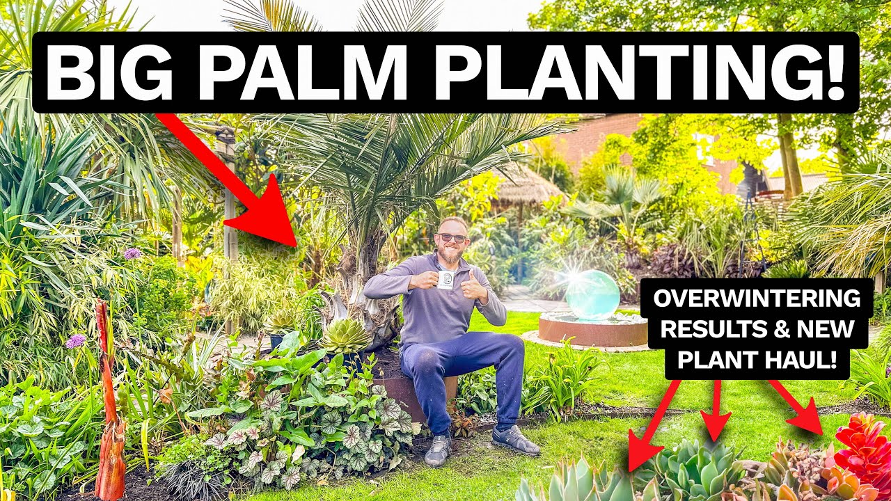 Planting a Giant Jubaea Palm & New Plants at Mark's Crazy Tiki Garden