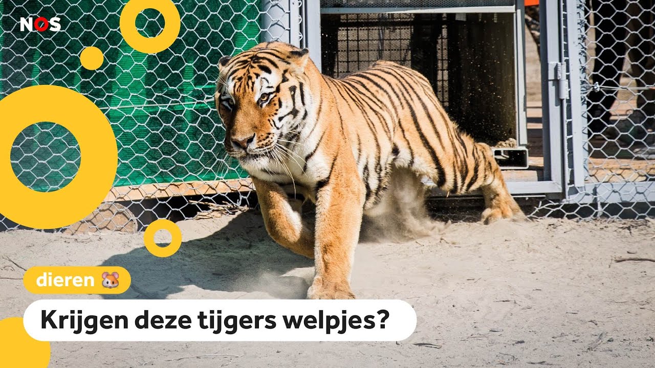 Tijgers uit Nederland naar Kazachstan om wilde tijger te redden