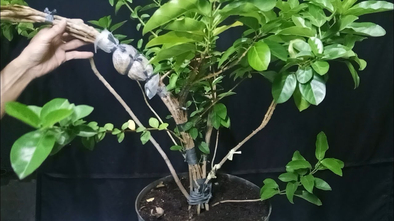 Cara Membuat Bonsai Sancang Gabung Batang 🔥