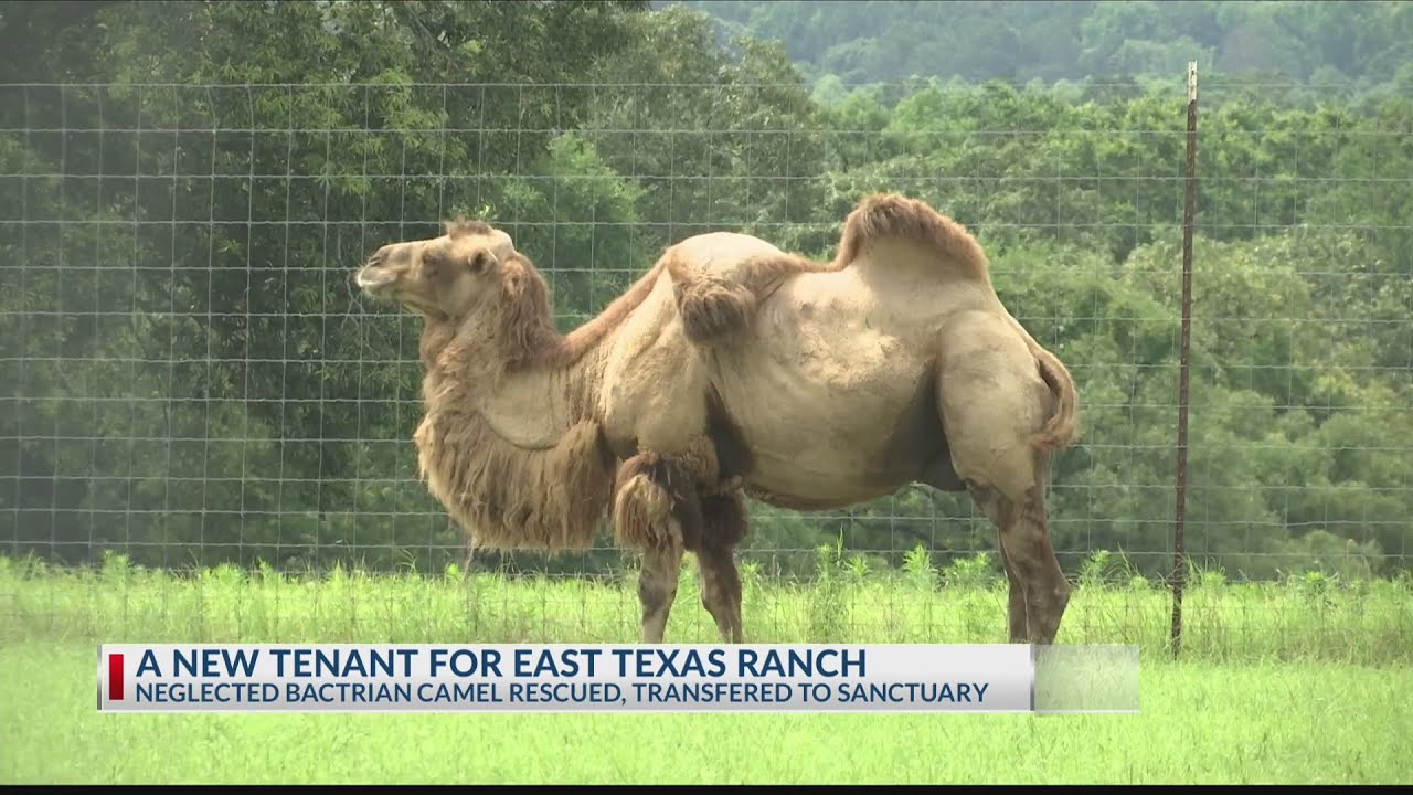 Neglected camel rescued, given new life at Texas sanctuary