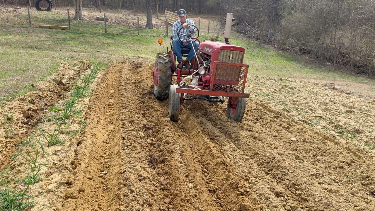 2026 Potatoes Planted and Snowing Cotton Balls