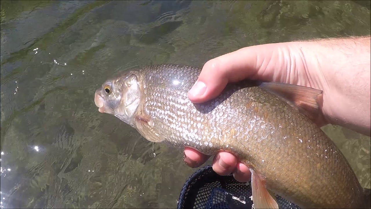 Fishing Logan River First Dam