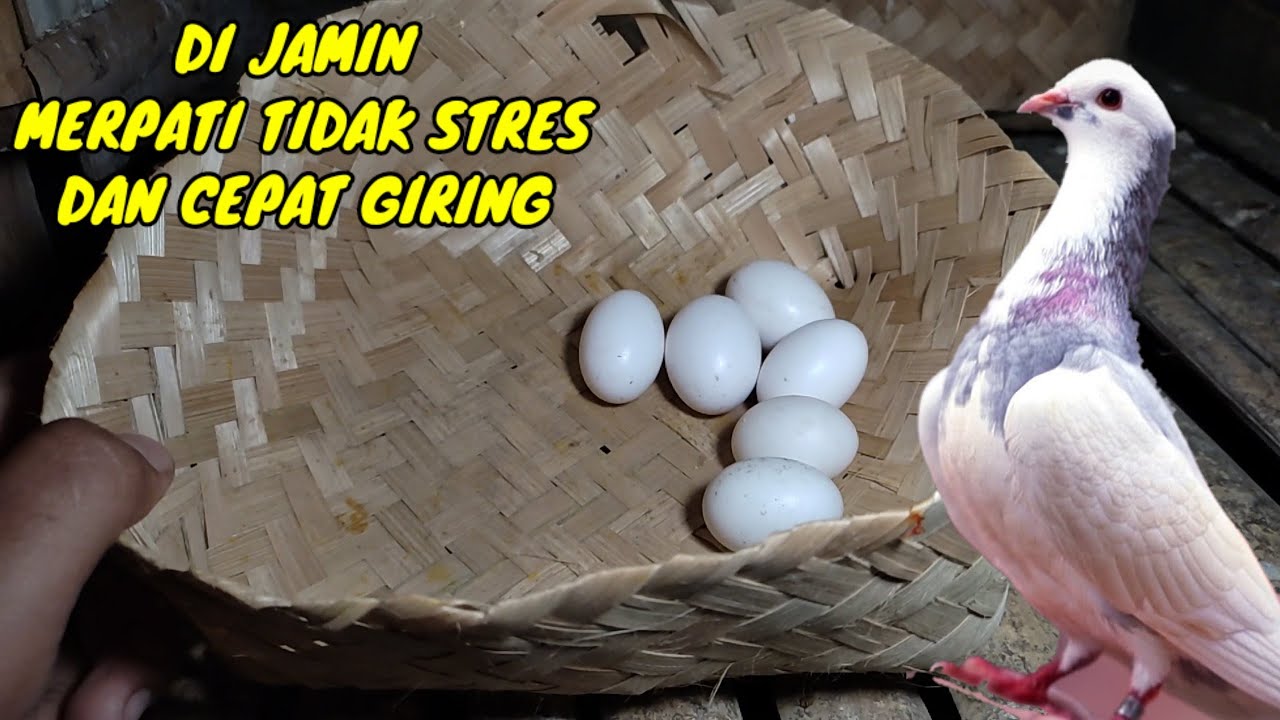 Cara cabut telur merpati agar tidak stres