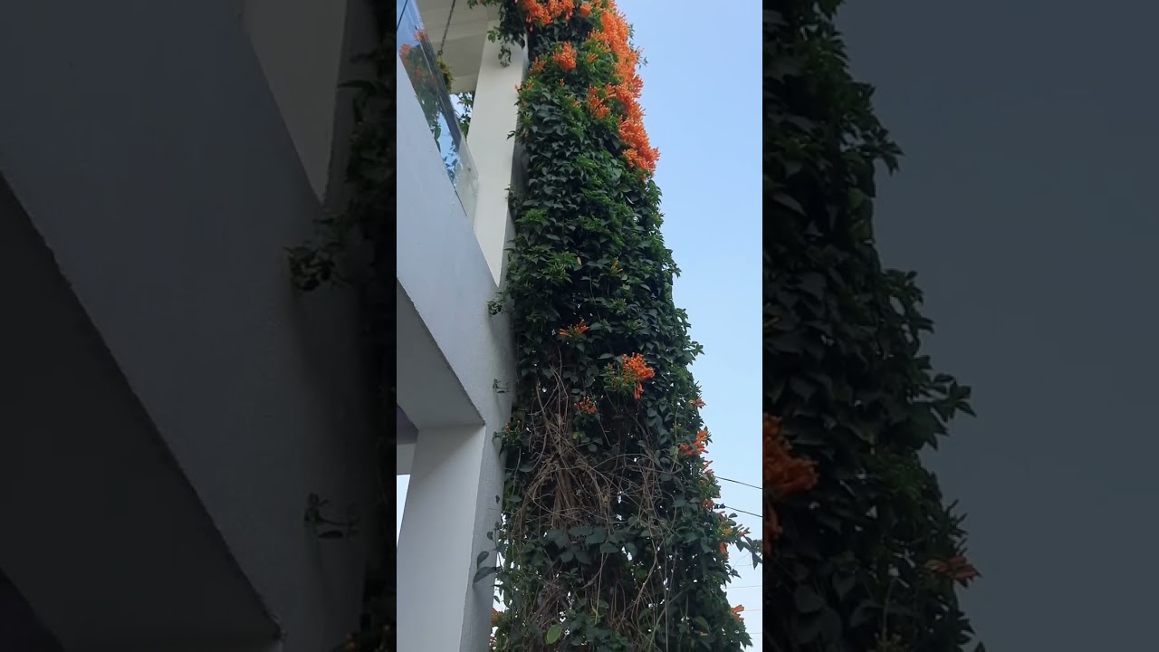 Orange Trumpet Vine/ Pyrostegia Venusta #shorts #youtubeshorts #ytshorts