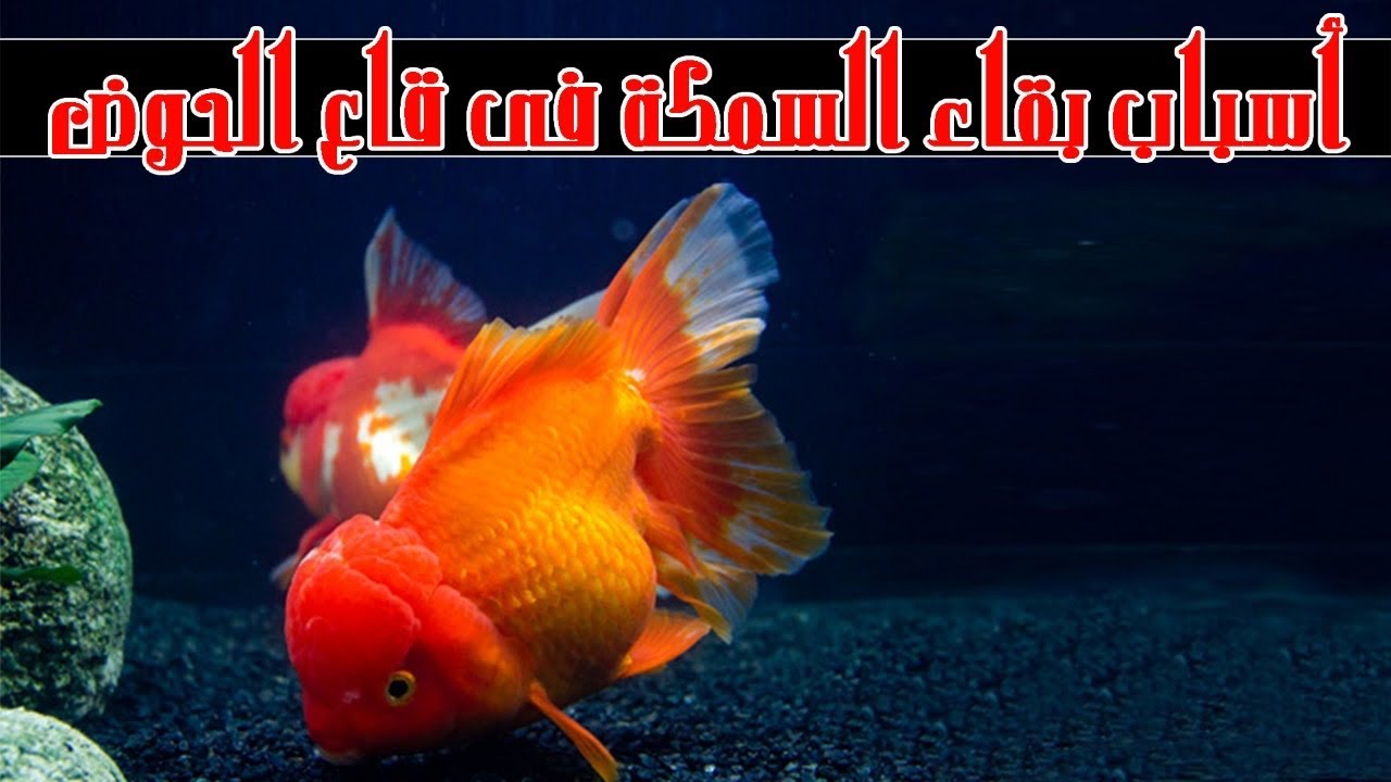 أسباب بقاء اسماك الزينة في قاع الحوض