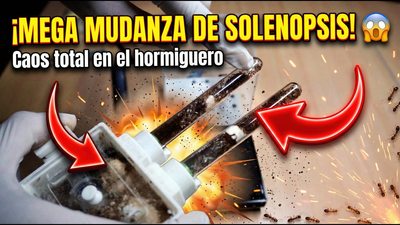 ¡MEGA MUDANZA DE SOLENOPSIS! 😱 Caos total en el hormiguero