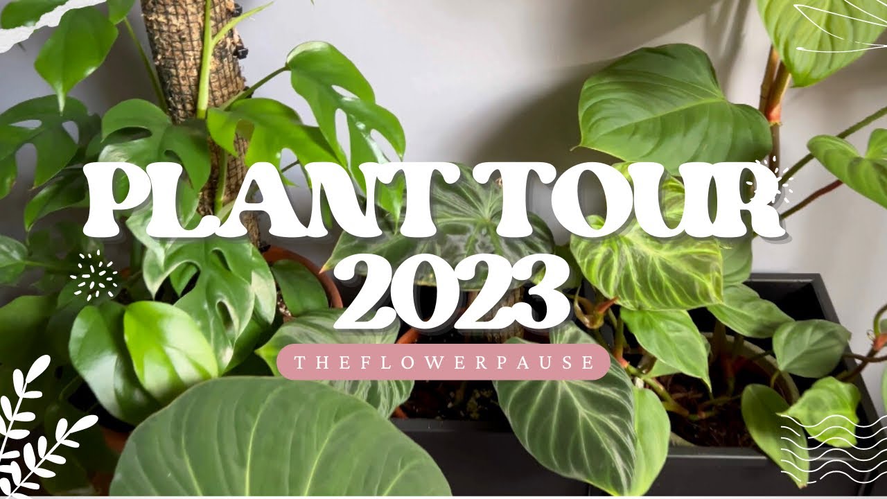 Mon premier PLANT TOUR 🪴: Été 2023
