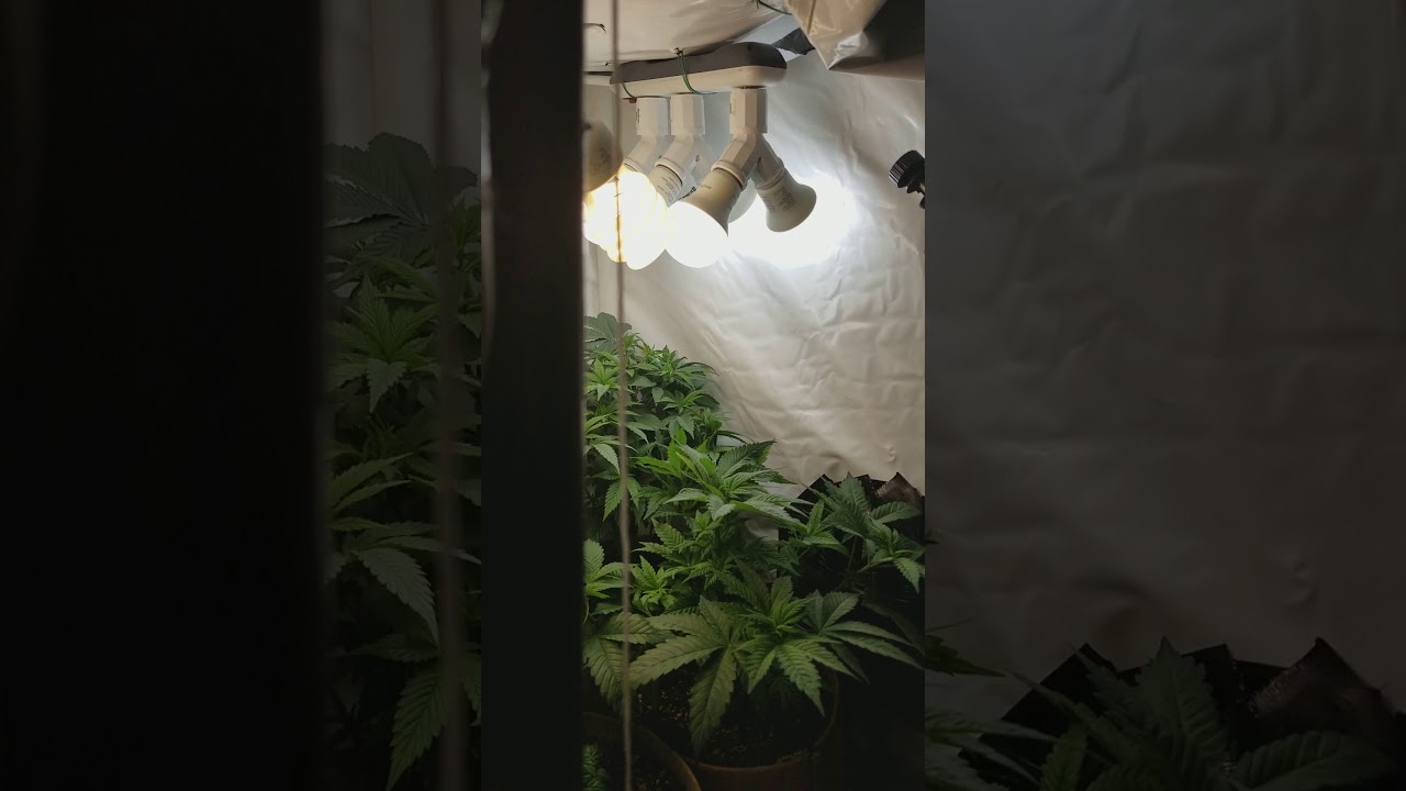 MARIJUANA GROW   _cheap _   _indoor_
