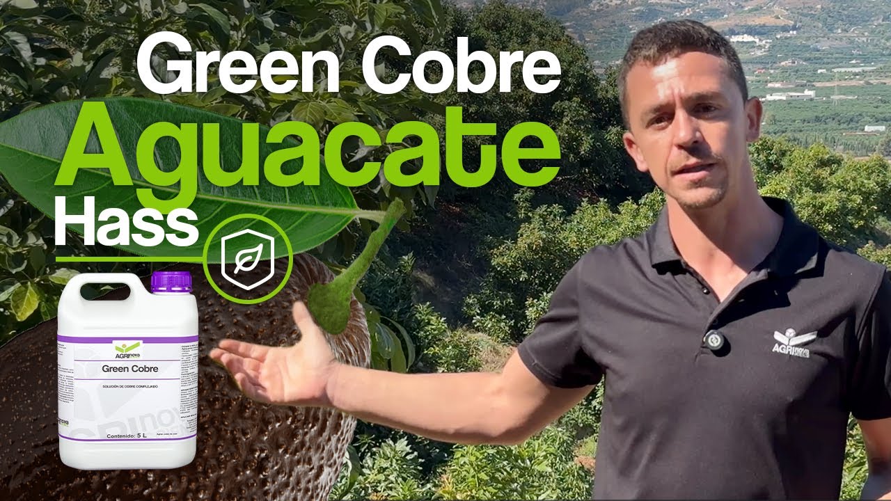 Aguacate Hass más sano con Green Cobre | Prevención de Botryosphaeria y carencias