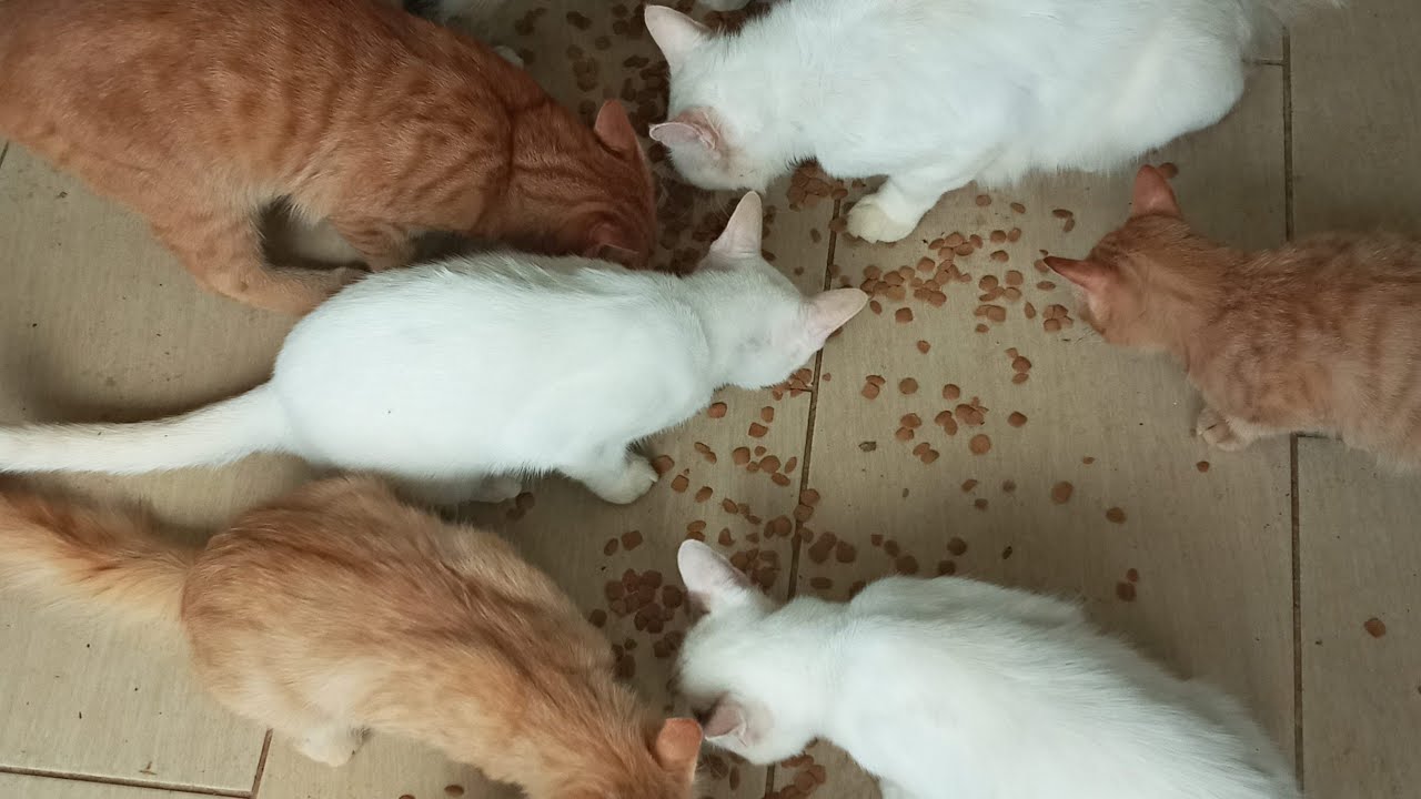 Кошки и котята: 881, 790, 716, 633, 532, 515, 467, 391, 276, 238, 138, 298, 232, 130, 96