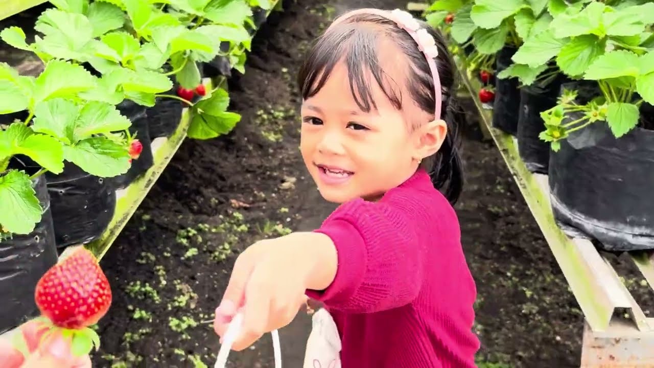Wisata Edukasi Anak di Kebun Stroberi  