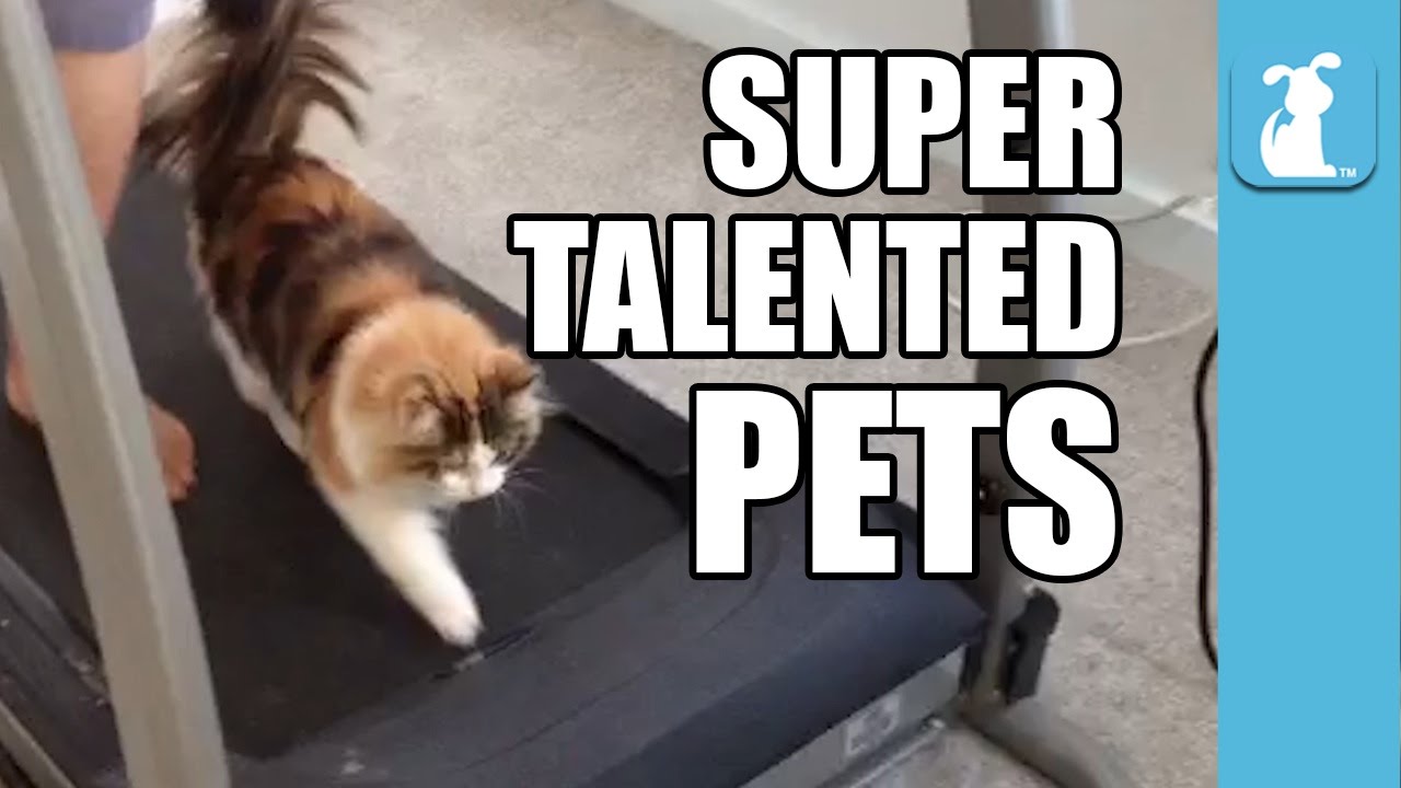 Super Talented Pets (Funny Compilation!)