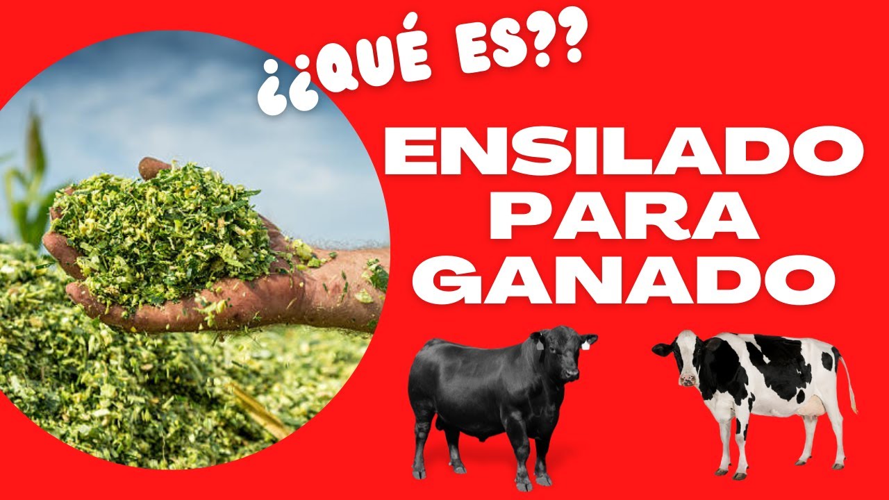 ENSILADO PARA GANADO / ¿QUE ES EL ENSILADO?