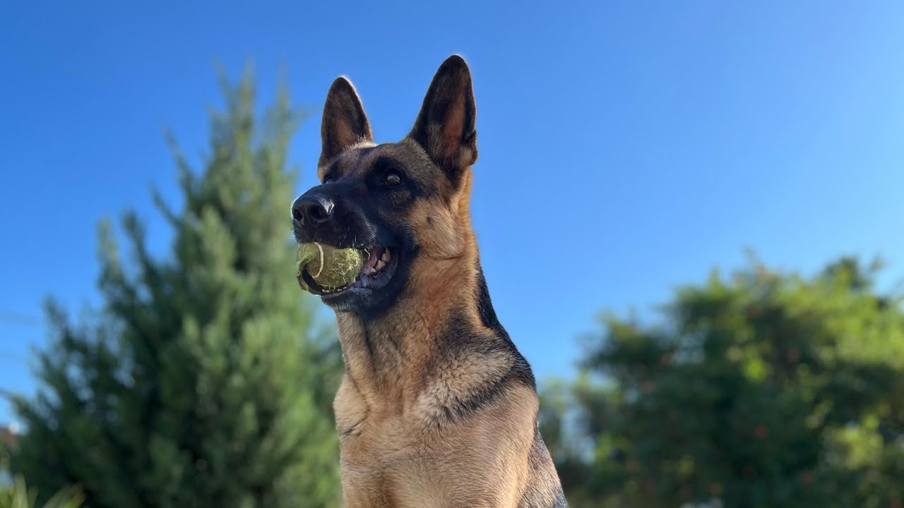 PASTOR ALEMÁN: BIENVENIDOS A TODOS! 🐾🫶🏻