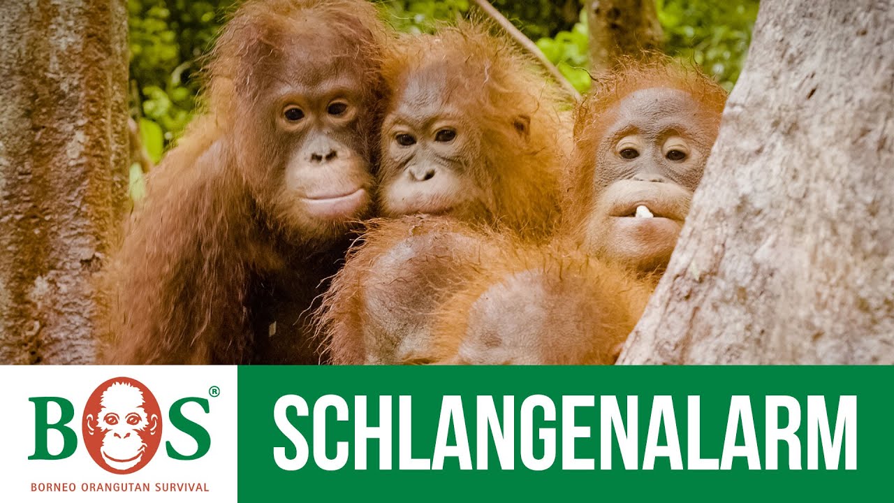 Schlangenalarm - Orang-Utan-Kinder und ihre größte Furcht | BOS | orangutan.de