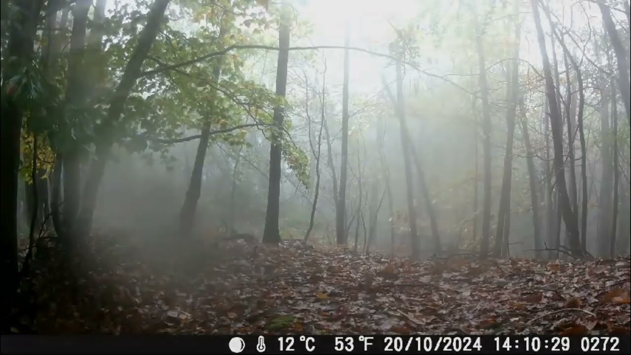 Fototrappolaggio naturalistico, appennino Ligure, Ft. Coolife. Lupi, caprioli, volpi 🦊 🐺 🦌