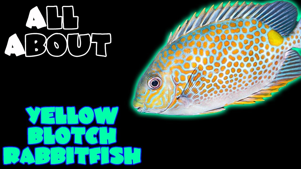 All About The Yellow Blotch Rabbitfish or Orange Spotted Foxface Rabbitfish